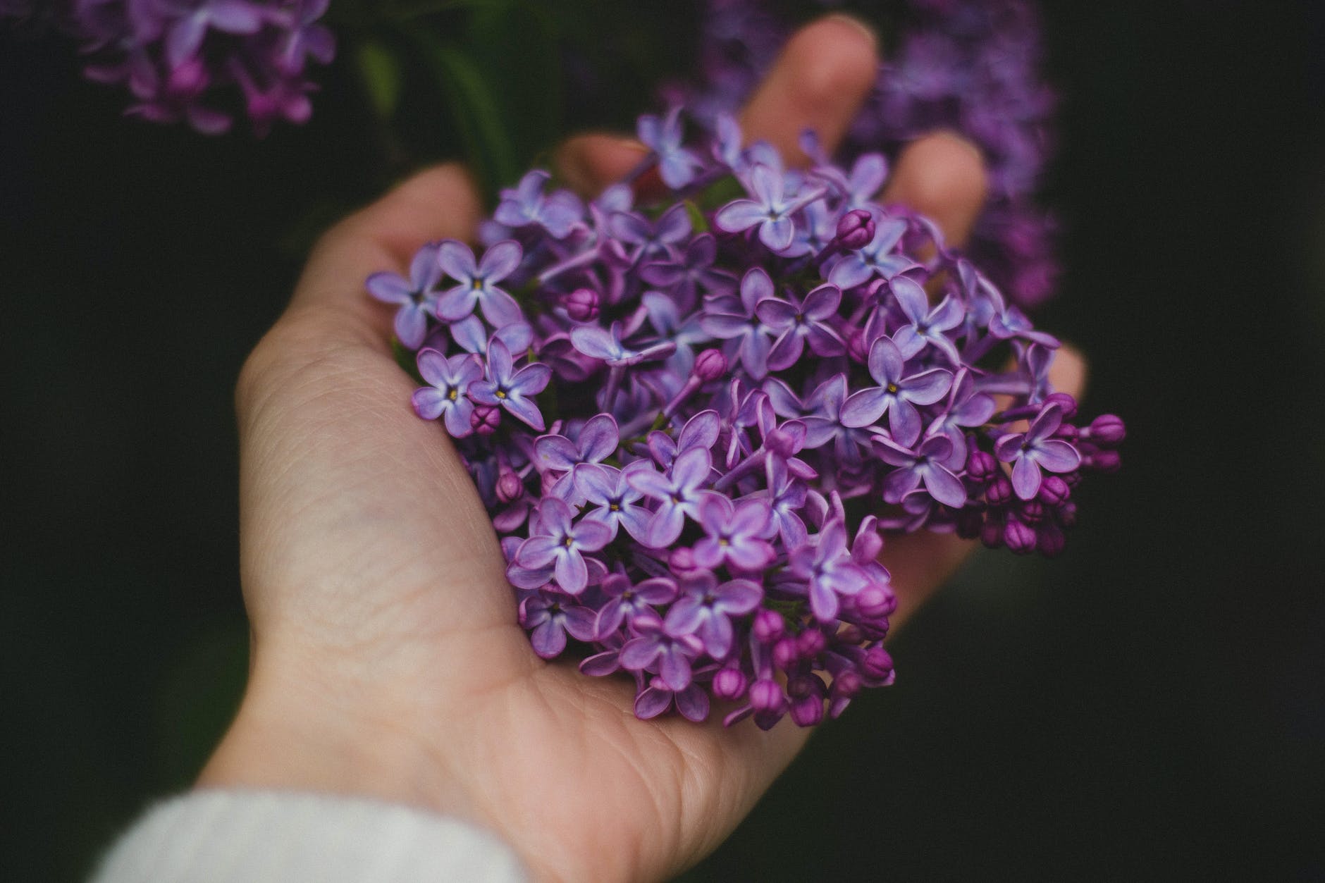 person holding purple flowers